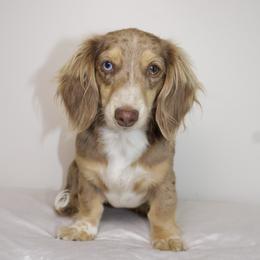 Remi - Dachshund