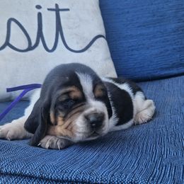 Dolly - Black brown and white female Basset Hound puppy in Fort Leonard Wood, Missouri from Ozark Hounds