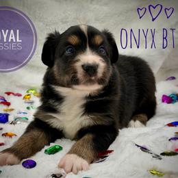 Onyx - Black tri-color male Australian Shepherd puppy in Petersburg, Indiana from Royal Aussie’s