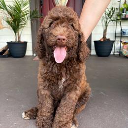 Chili - Chocolate male Goldendoodle puppy in Brooksville, Florida from Spring Prairie Doodles