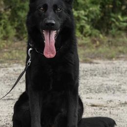 German Shepherds from Waffenrauch Kennels