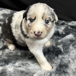 Girl 1: Aspen - Blue merle female Australian Shepherd puppy in Volant, Pennsylvania from Addie's Aussies
