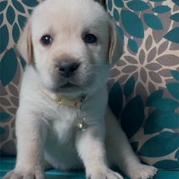 Alaska - Yellow male Labrador Retriever puppy in Marietta, South Carolina from Trust in the Lord Labradors