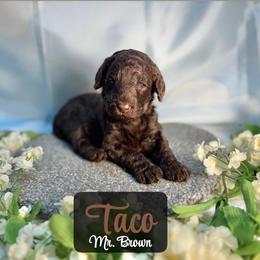 Taco - Chocolate male Australian Labradoodle puppy in Richmond, Kentucky from Happy Time Doodles