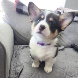 Gust (Purple) - Black and tan male Pembroke Welsh Corgi puppy in Sun City, Arizona from Dash'n Corgis of AZ