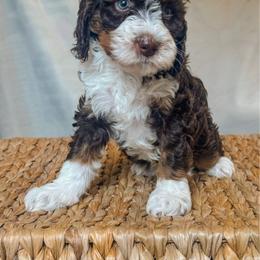 Peanut - Tri-color female Bernedoodle puppy in Jackson, Missouri from Pincksten Family Doodles