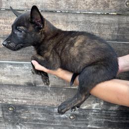 Sandy - Black brindle female Dutch Shepherd puppy in San Jose, California from Brandon's Dutch Shepherds