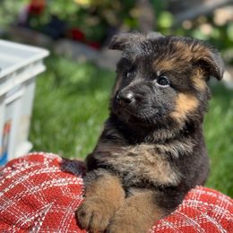 Tuzka - Black and red female German Shepherd puppy in Hesperia, California from Von Geesa