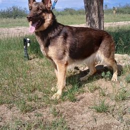 Rumor - German Shepherd