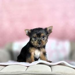 Female Pup - Black and gold female Yorkshire Terrier puppy in Polk City, Florida from Yorkies by Casey