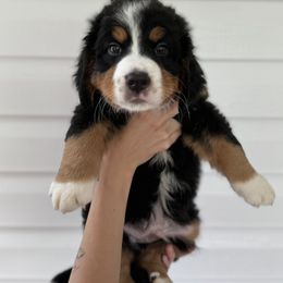 Bernedoodle, Bernese Mountain Dog, and Goldendoodle Puppies from Red Door Canines