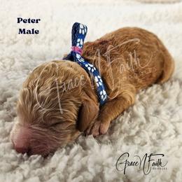 Peter - Red male Labradoodle puppy in Peyton, Colorado from Grace N Faith Doodles