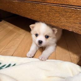 Fiona - Merle female Pomsky puppy in Doon, Iowa from Luxury Pomsky