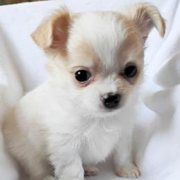 Blair - Cream and white male Chihuahua puppy in Wayland, Michigan from MI Chihuahua