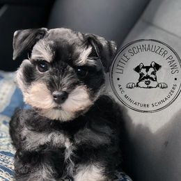 Cash - Miniature Schnauzer