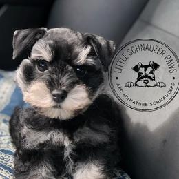 Cash - Miniature Schnauzer