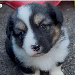 Venture-Fluffy - Black and tan female Pembroke Welsh Corgi puppy in Scottown, Ohio from Wyndy Ridge Corgis