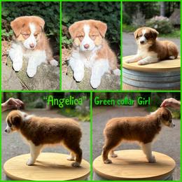 Angelica (green collar) - Red tri-color female Australian Shepherd puppy in Castle Rock, Washington from Zoolo Kennels “HOF”