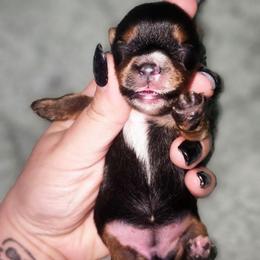 Teacup traditional female (chocolate carrier) - Black and tan female Yorkshire Terrier puppy in Thornville, Ohio from My precious yorkies