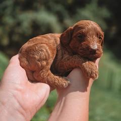 Cosmo - Red  male Goldendoodle puppy in Austin, Texas from Cedarcrest Goldendoodles
