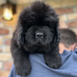 Purple spots - Black female Newfoundland puppy in Nevis, Minnesota from Faithful Acres Newfs