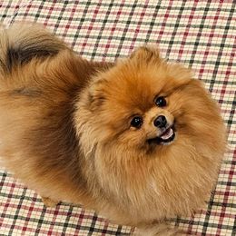 Jewels - Pomeranian