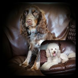 Aussiedoodle, Poodle, and Springerdoodle Puppies from Dakota SpringerDoodles