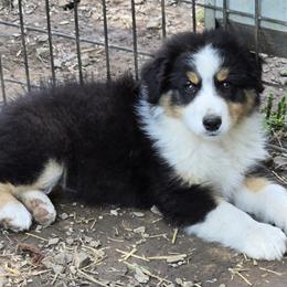 Quarry (Carrie) - Black tri-color female Australian Shepherd puppy in Clinton, Missouri from Rocky Top Hearts