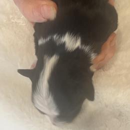 Velvet - Black tri female Miniature Australian Shepherd puppy in Godley, Texas from Nana and Paws Aussies