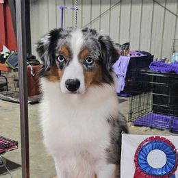 Holly - Miniature American Shepherd