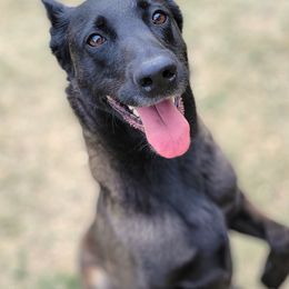 Penelope - Belgian Malinois