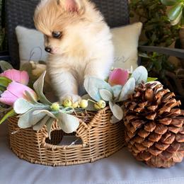 Sunfyre - Tri-colored male Pomeranian puppy in Elk Grove, California from Pomni Poms