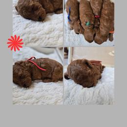 Iron Man - Red  male Goldendoodle puppy in Newdale, Idaho from Canyon Creek Puppies