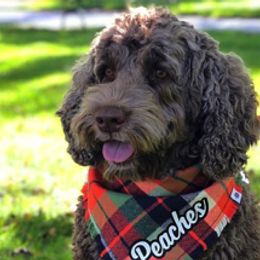 Portuguese Water Dogs from Chien D’Eau Portuguese Water Dogs