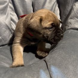 Girl 1 - Red fawn female Bullmastiff puppy in Otisfield, Maine from Boulder Ridge Kennels