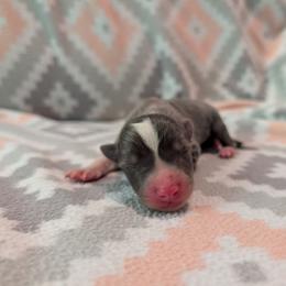 Cerberus - Blue female Border Collie puppy in Grapeview, Washington from Athena’s Collies