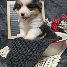 1 blue collar boy - Black and tan male Pembroke Welsh Corgi puppy in Harrisburg, Illinois from Parish Corgis