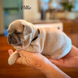 Oliver - Blue fawn male French Bulldog puppy in Hudsonville, Michigan from Willow Farm