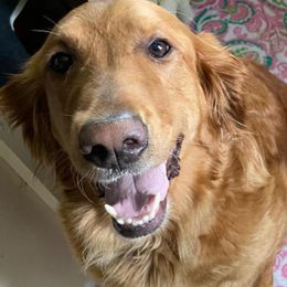 Bernedoodles, Goldendoodles, and Golden Retrievers from Farr’s Goldens and Doodles