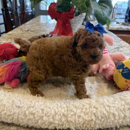 Dynamite - Red  male Poodle puppy in Bakersfield, California from Mary Gorgeous Poodles