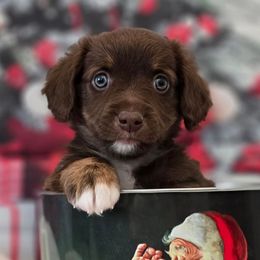 Audrey - Brown female Double Doodle puppy in Prescott Valley, Arizona from Ramirez Family Doodles
