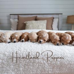 Cavapoochon puppies from Heartland Puppies