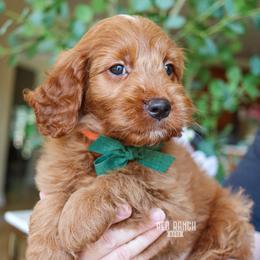 Tackle - Red  male Goldendoodle puppy in Salado, Texas from Red Ranch Dogs