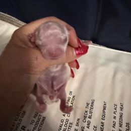 Sunny - White female Chihuahua puppy in Dime Box, Texas from Color Me Crazy Chihuahuas