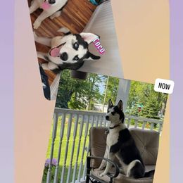 Siberian Husky All Grown Up from WolfPackk