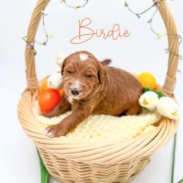 Birdie - Red  male Goldendoodle puppy in Wooster, Ohio from Cynology Doodles