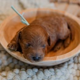 Lainey Wilson - Red  female Goldendoodle puppy in Lumberton, Mississippi from SouthernDoodlebug/ Utah Doodlebug