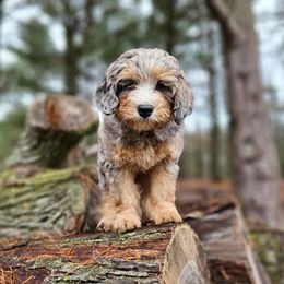 Bernedoodle Puppies from Whispering Aspen Homestead