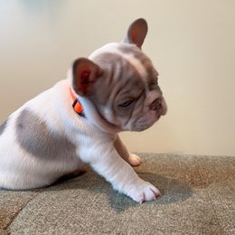 Boy 1 - French Bulldog puppy in New York from Lady French