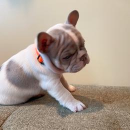 Boy 1 - French Bulldog puppy in New York from Lady French